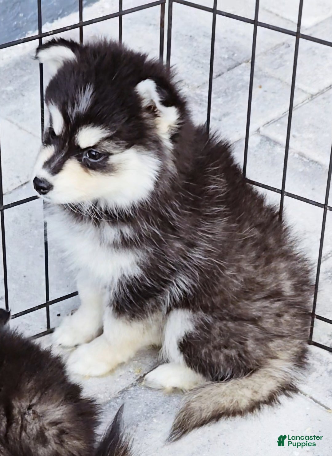 Pomsky dogs for sale: Ally - Ad 2