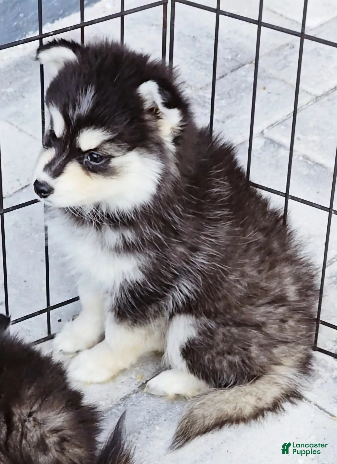 Pomsky dogs for sale: Ally - Ad 2