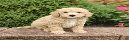 Miniature Poodle dogs for sale: Seth - Ad 3