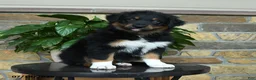 Australian Shepherd dogs for sale: Mariah - Ad 5
