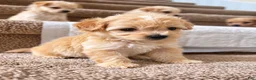 Maltipoo dogs for sale: Meet Coco — Adorable Maltipoo Puppy - Ad 24