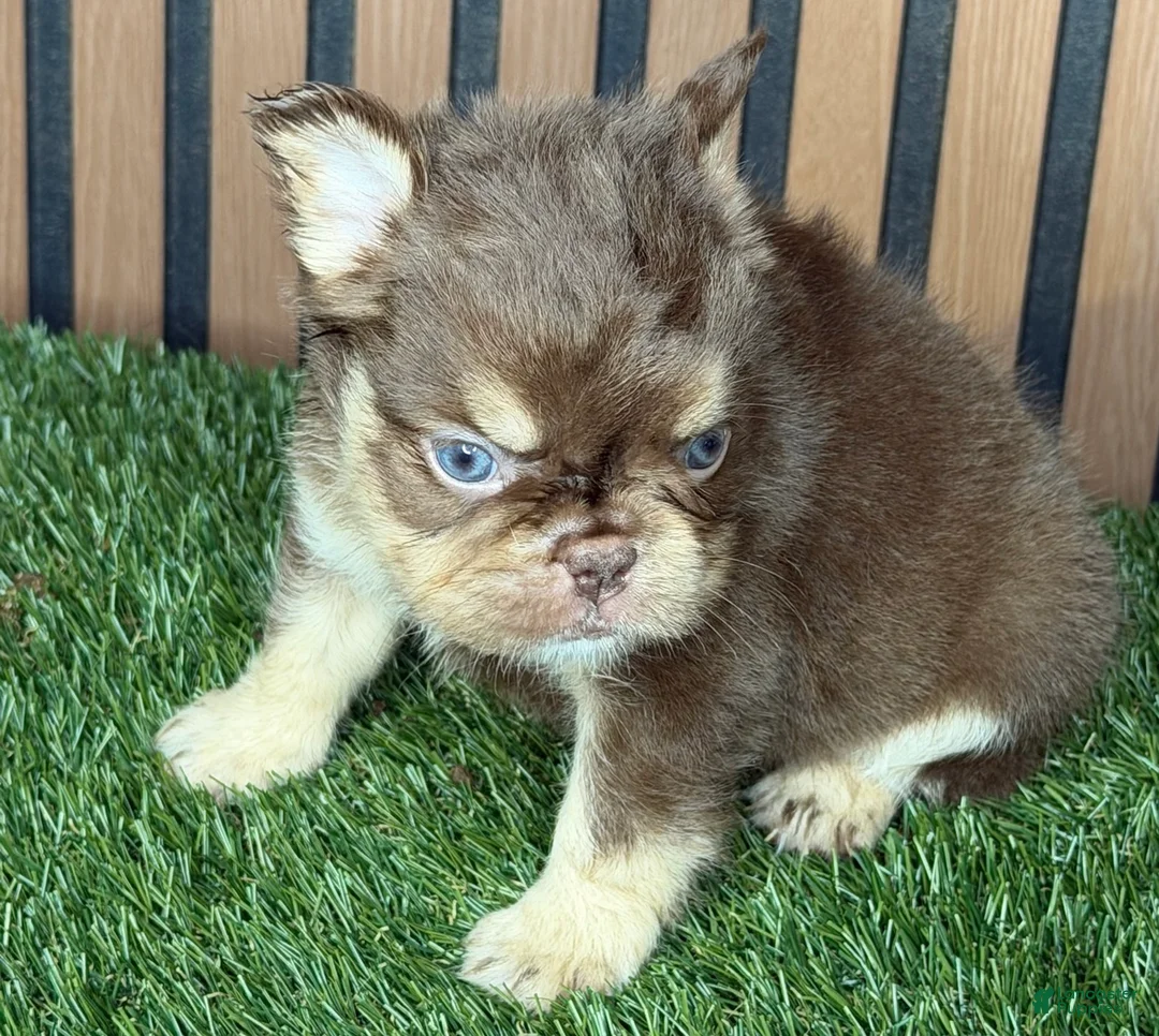 French Bulldog dogs for sale: Omarion - Ad 2