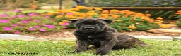 Cane Corso dogs for sale: Lance  - Ad 11