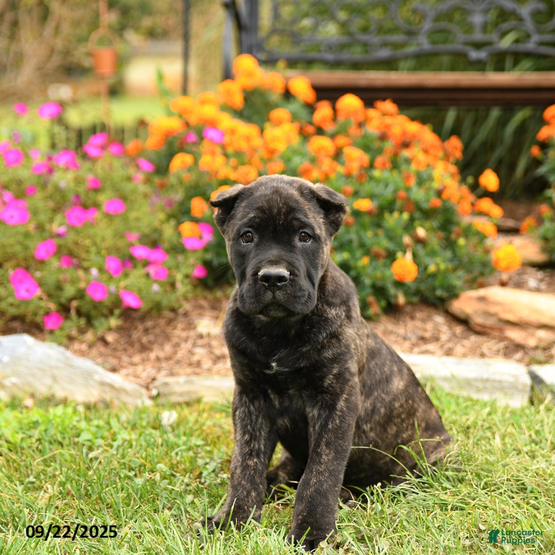 Cane Corso dogs for sale: Lance  - Ad 11