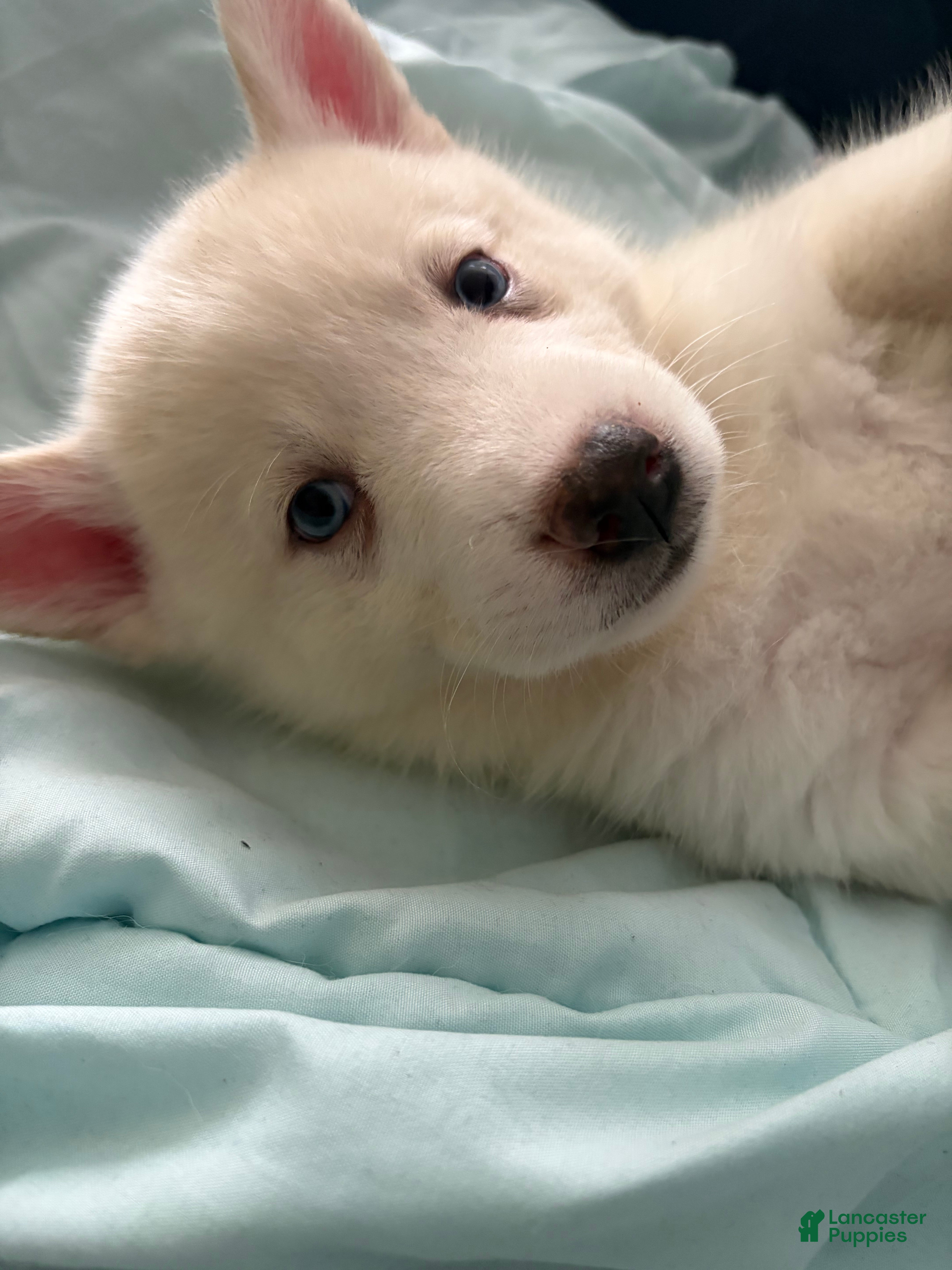 Pomsky dogs Sleet - Ad 2