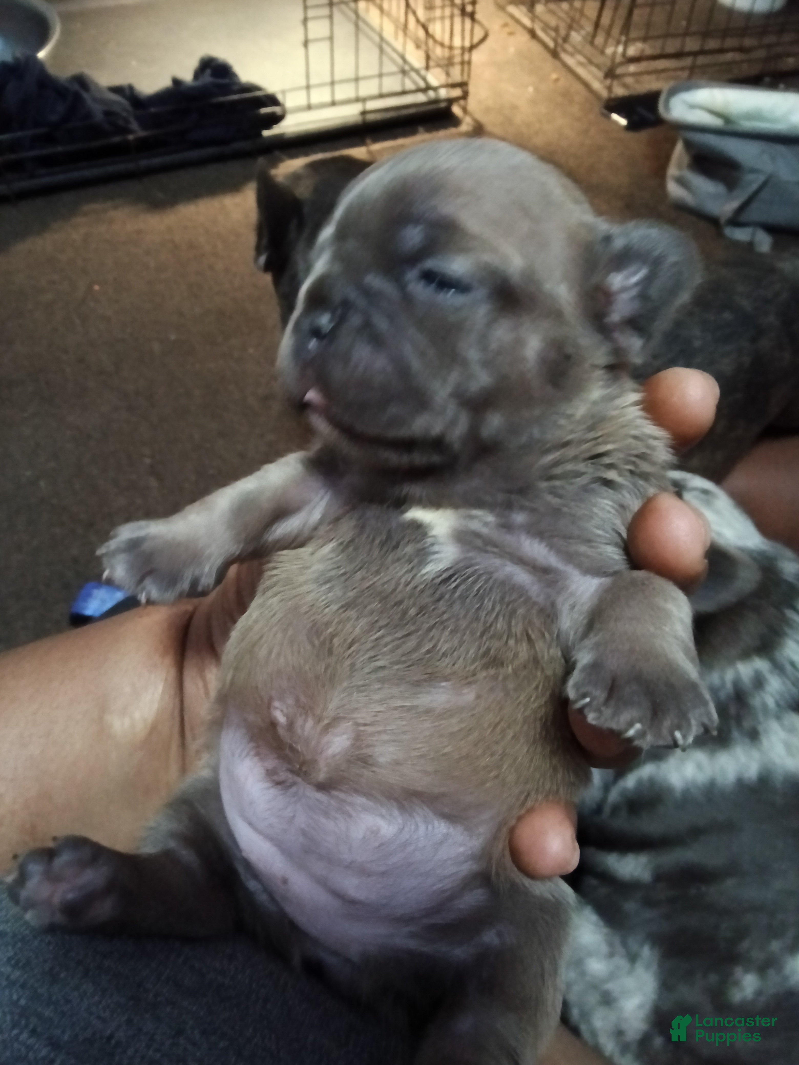 French Bulldog dogs French Bulldog 3 - Ad 38
