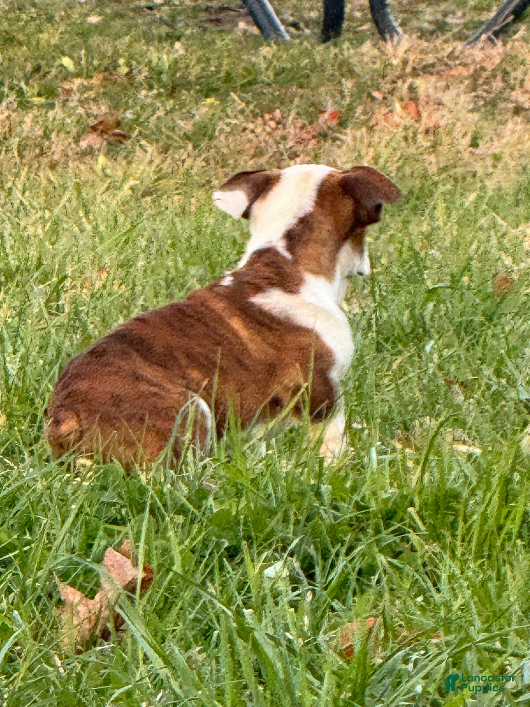 English Bulldog dogs for sale: Hunter  - Ad 6