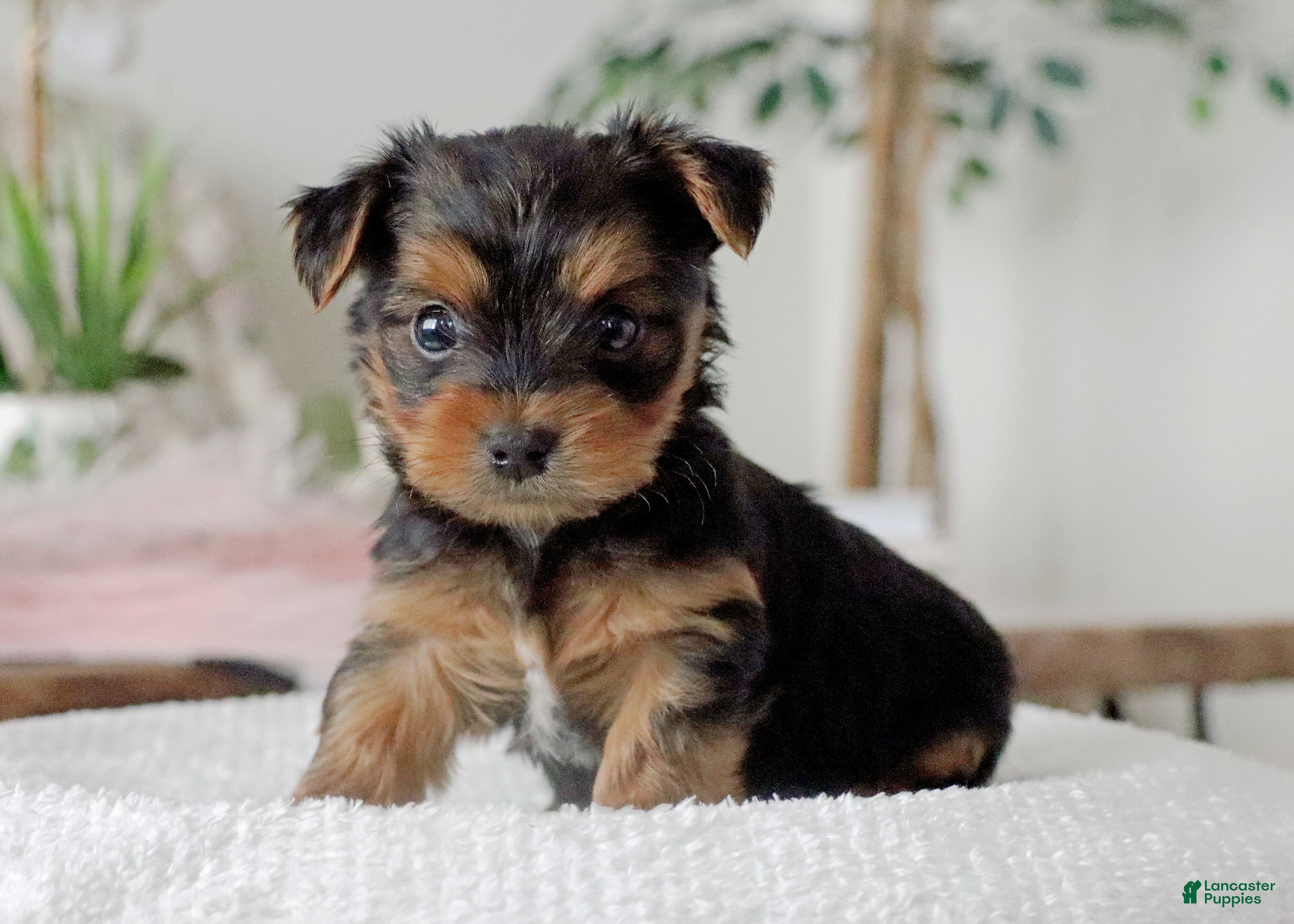 Yorkshire Terrier dogs Yorkshire Terrier Puppy 2 - Ad 1