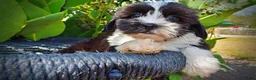 Havapoo dogs for sale: Kibbles - Ad 4
