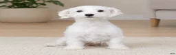 Maltipoo dogs for sale: Theodore - Ad 10