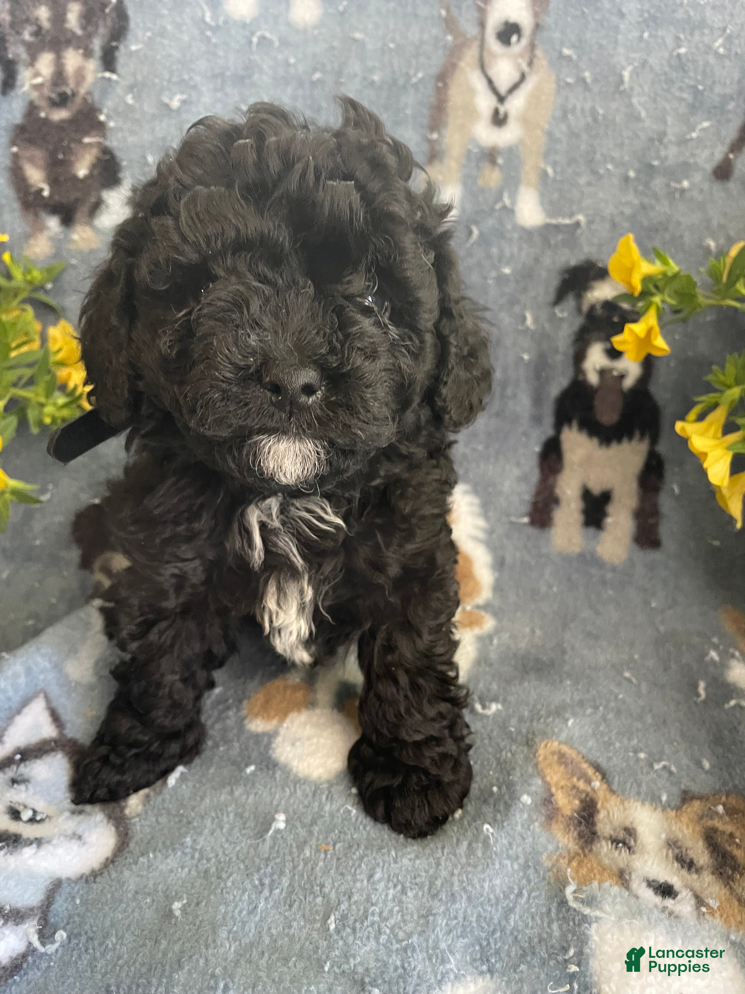Toy Poodle dogs Rex - Ad 35