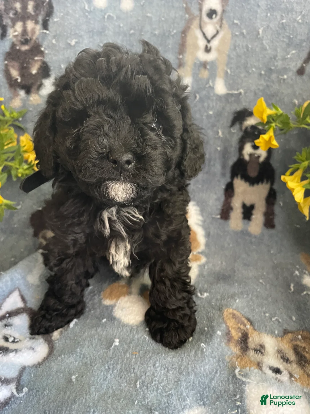 Toy Poodle dogs for sale: Rex - Ad 1