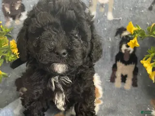 Toy Poodle dogs Rex - Ad 35