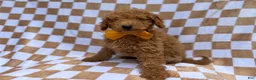 Miniature Poodle dogs for sale: Moose - Ad 9