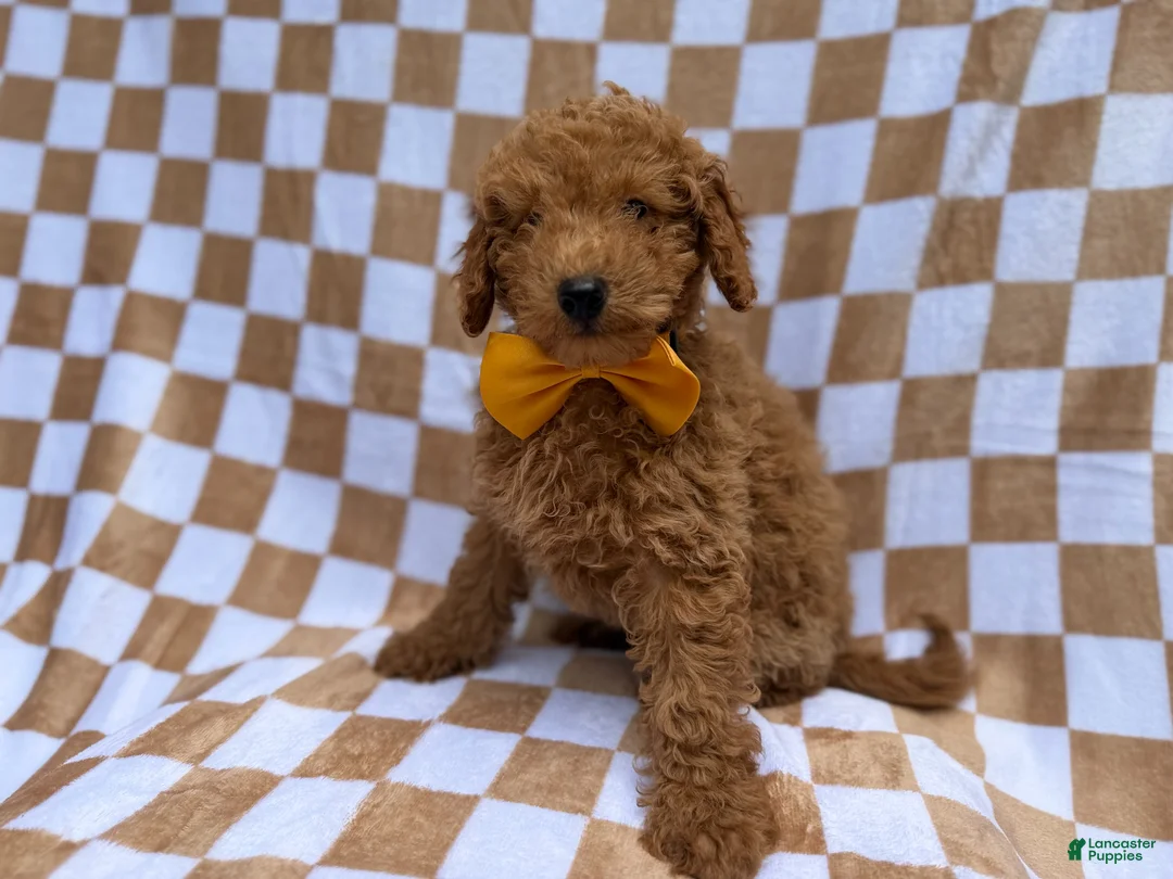Miniature Poodle dogs for sale: Moose - Ad 9