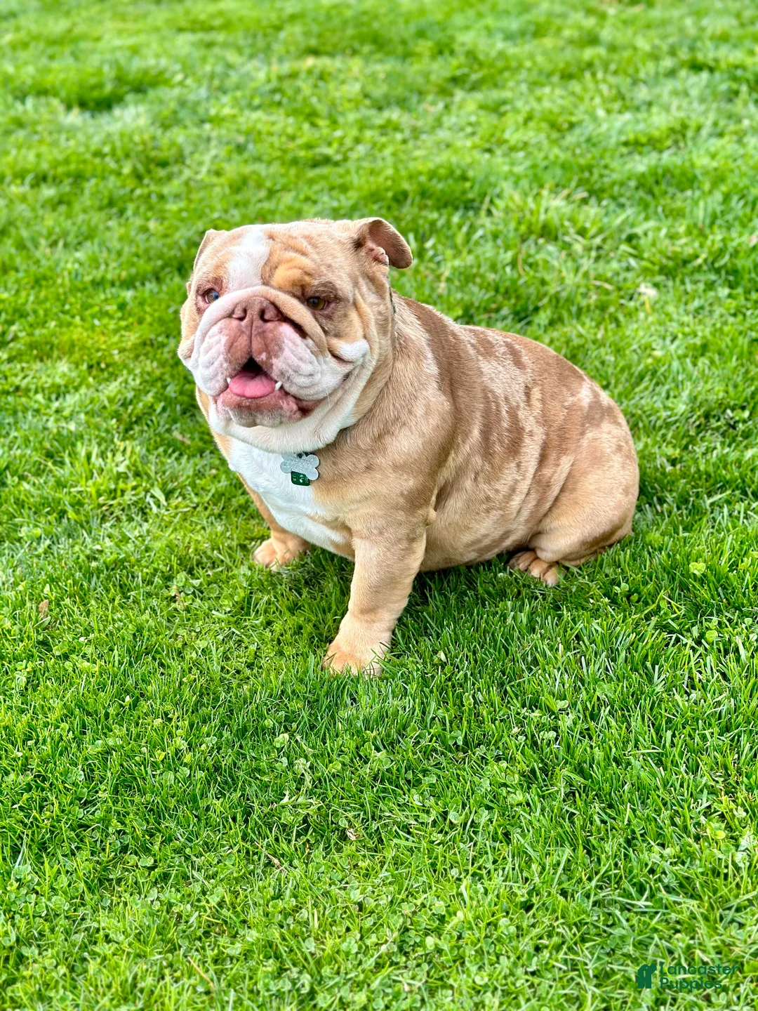 English Bulldog dogs for sale: Winnie - Ad 7