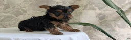 Yorkshire Terrier dogs for sale: Zya - Ad 8