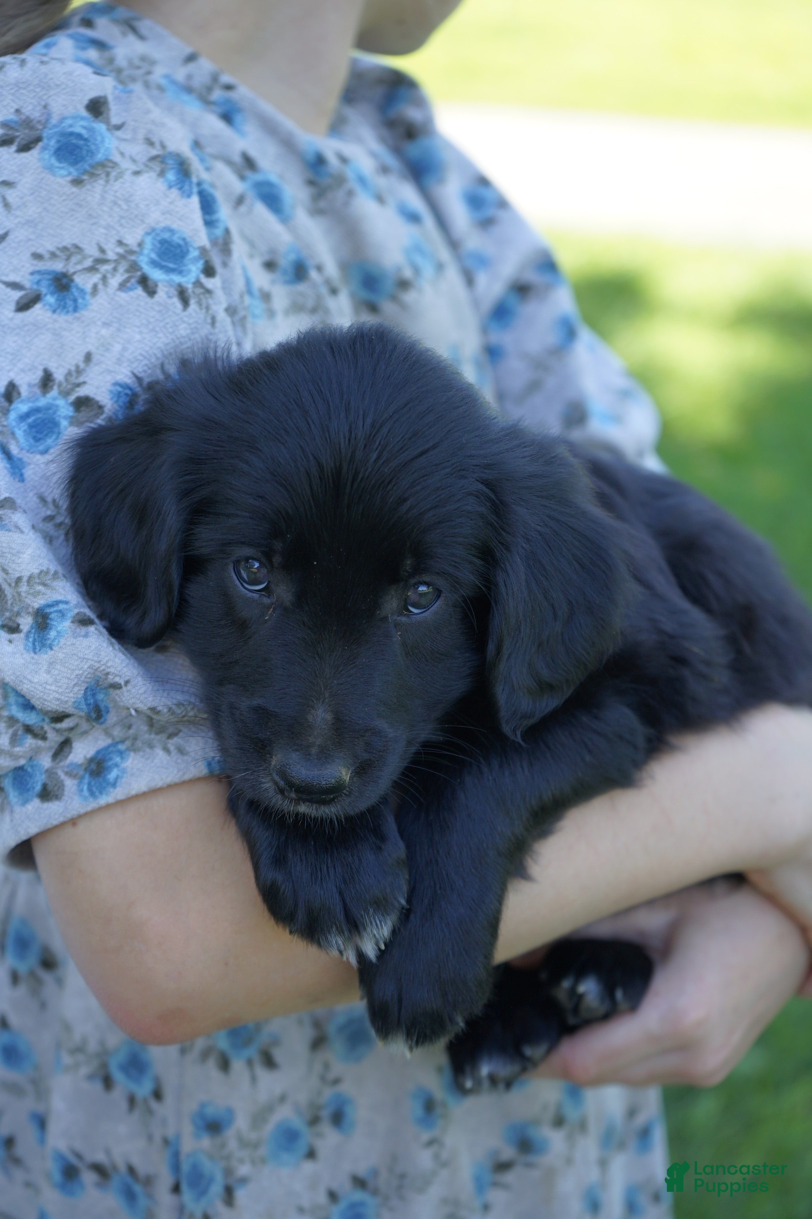 Mixed Breed dogs for sale: Buster - Ad 3