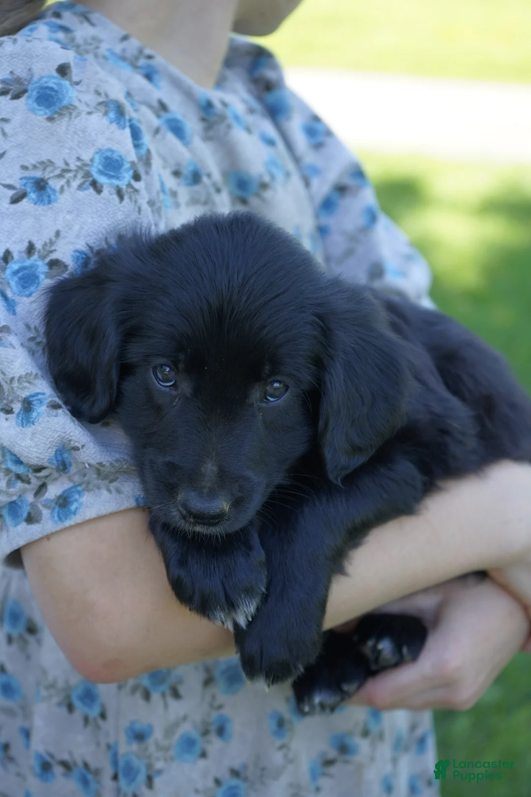 Mixed Breed dogs for sale: Buster - Ad 1