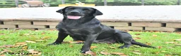 Labrador Retriever dogs for sale: Rambo - Ad 6