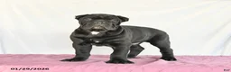 Cane Corso dogs for sale: Miles - Ad 5