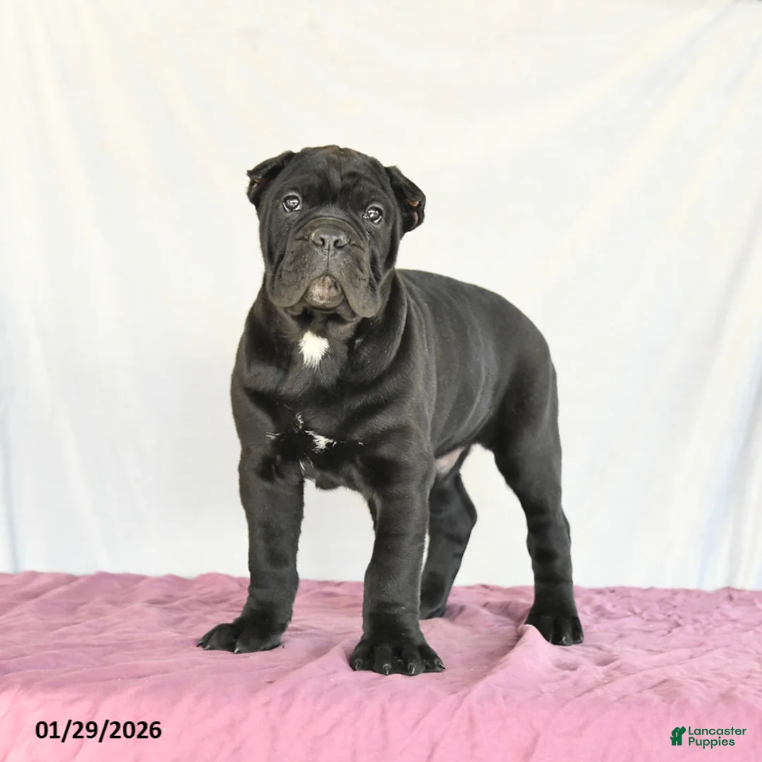 Cane Corso dogs for sale: Miles - Ad 5