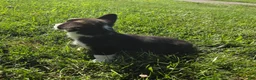 Mixed Breed dogs for sale: Jackie - Ad 4