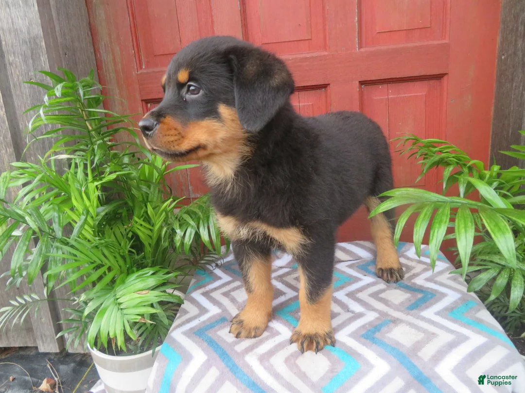 Rottweiler dogs for sale: Captain  - Ad 2