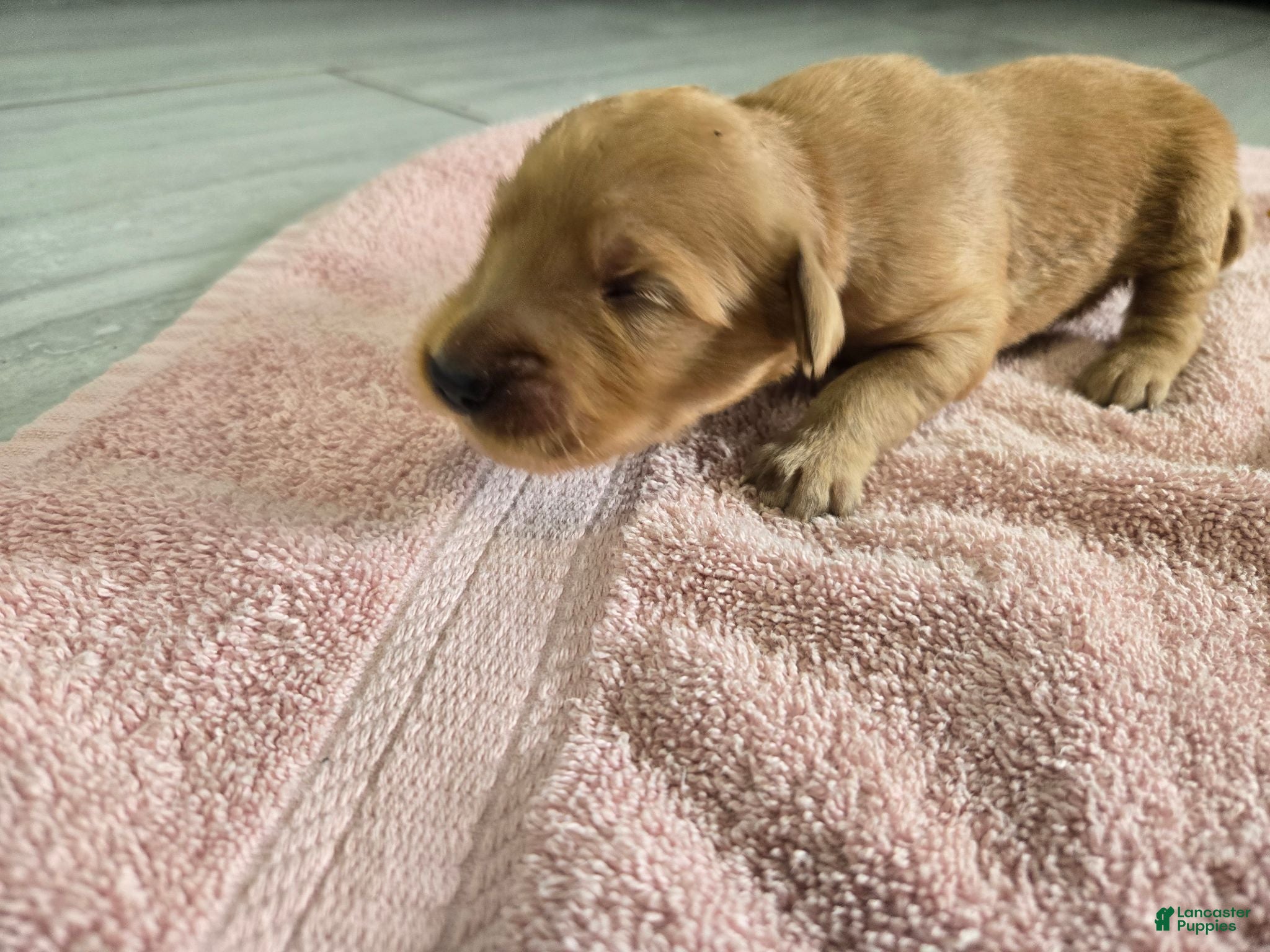 Golden Retriever dogs (AKC) Lily - Ad 27