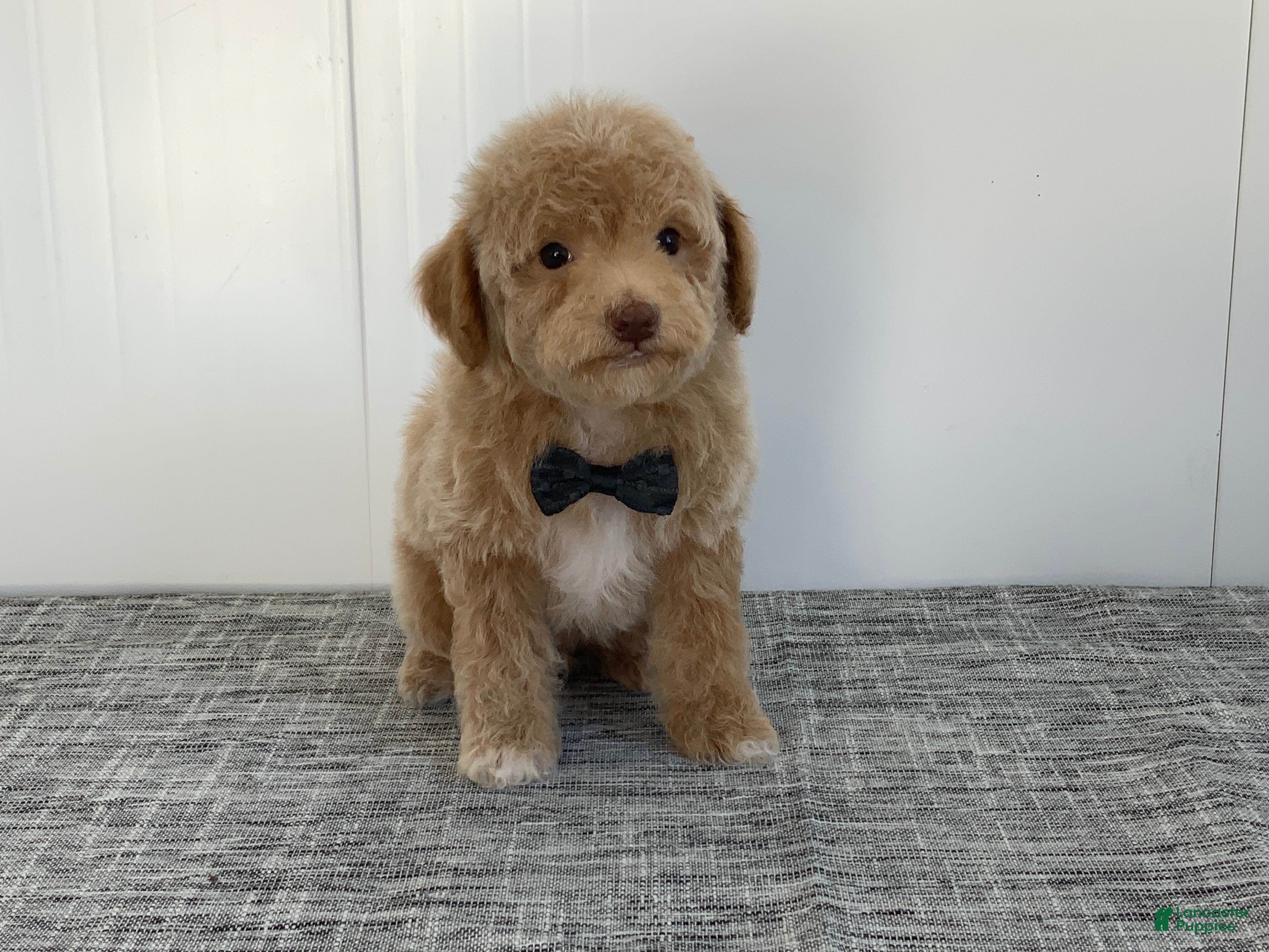 Toy Poodle dogs Simon - Ad 2