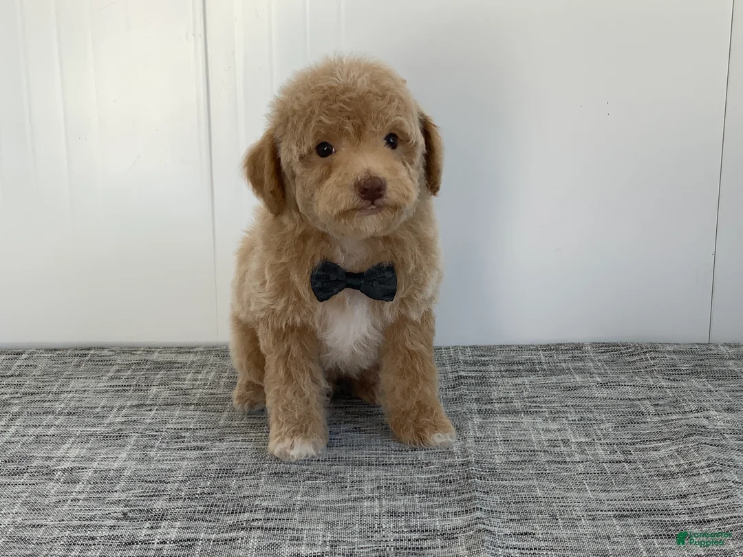 Toy Poodle dogs for sale: Simon - Ad 2