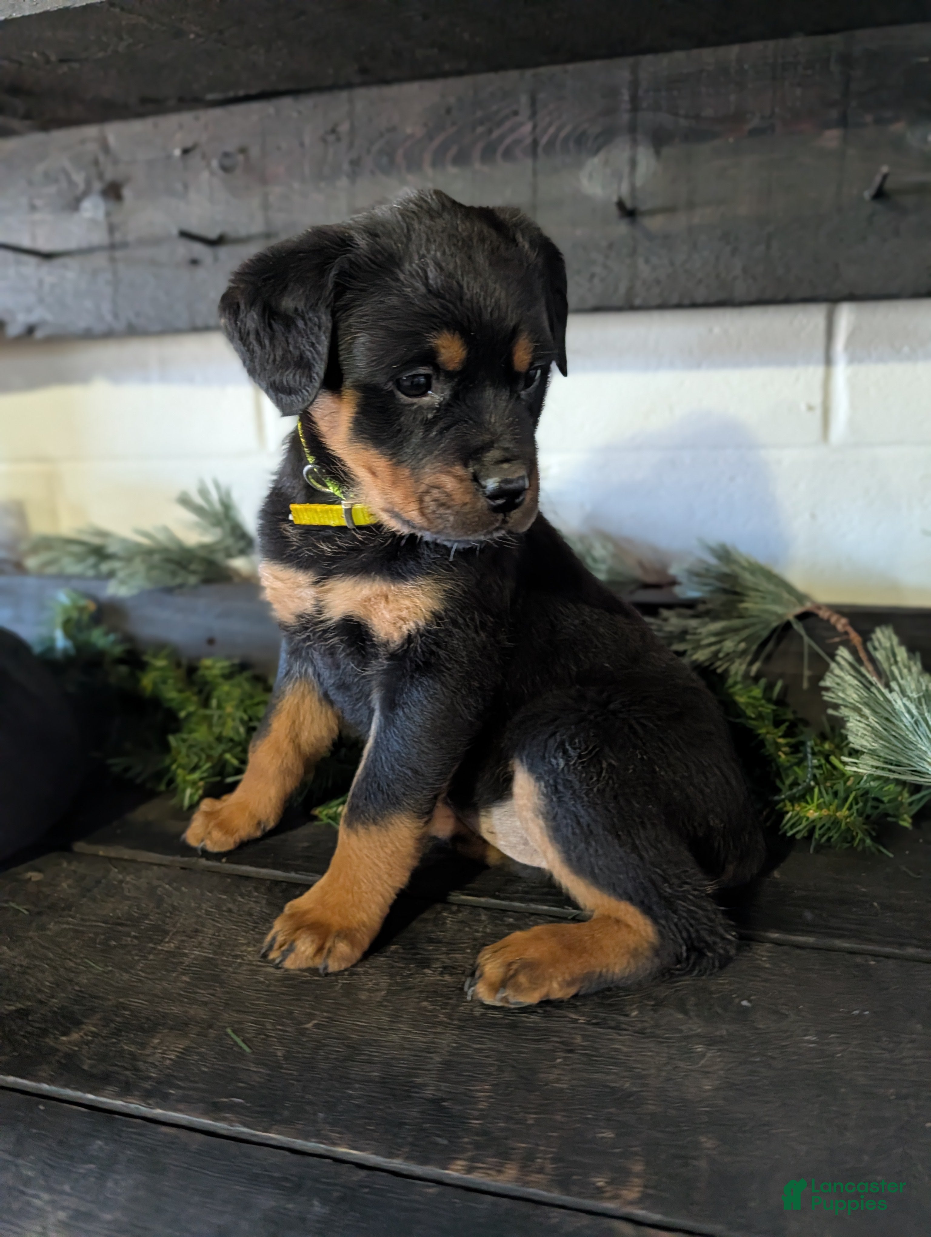Rottweiler dogs Bella - Ad 1