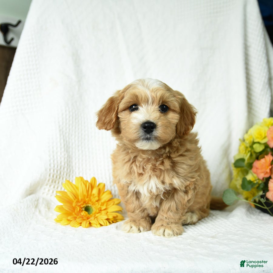 Mixed Breed dogs Lucky - Ad 1