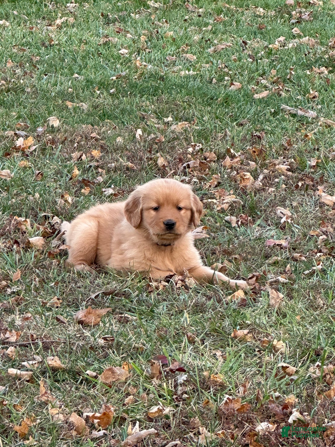 Golden Retriever dogs for sale: Golden Retriever Dark Pink Girl - Ad 42