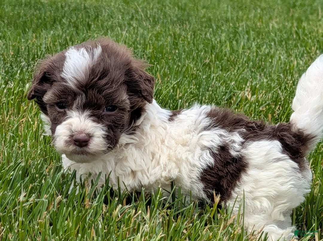 Havapoo dogs for sale: Hops - Ad 2