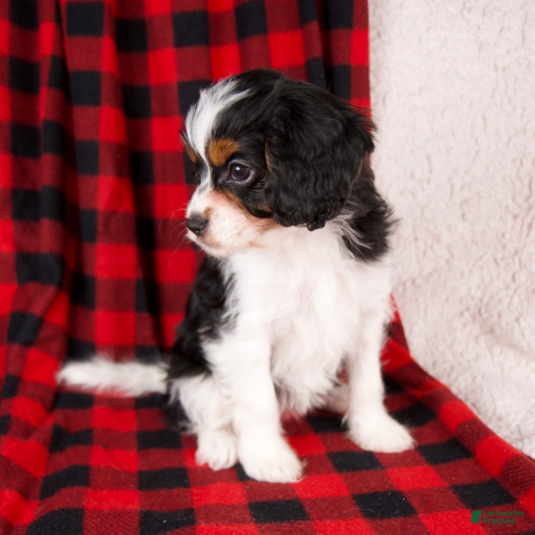 Cavapoo dogs for sale: Nova - Ad 4