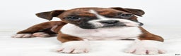Boxer dogs for sale: Bella - Ad 6