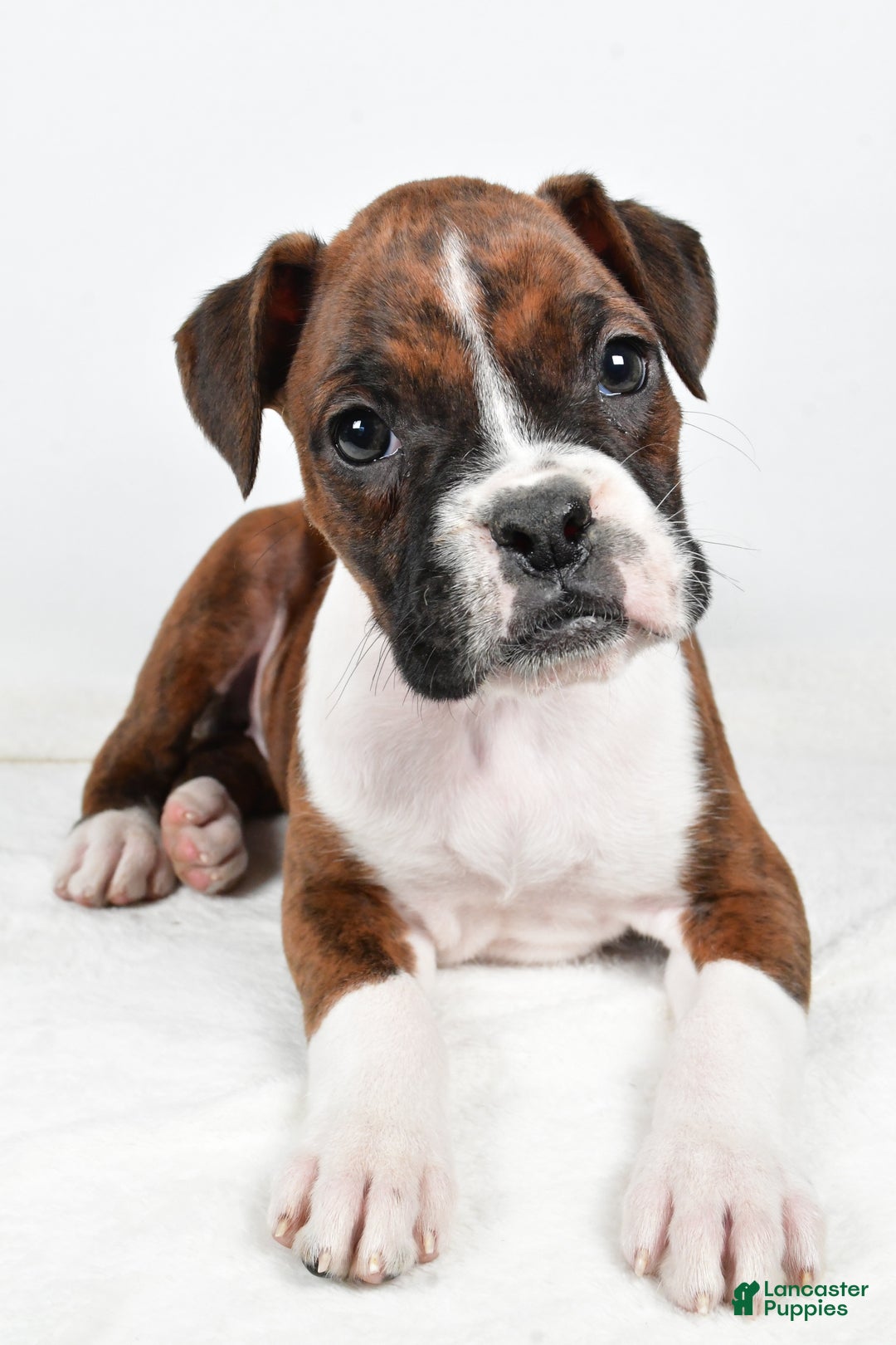 Boxer dogs for sale: Bella - Ad 6