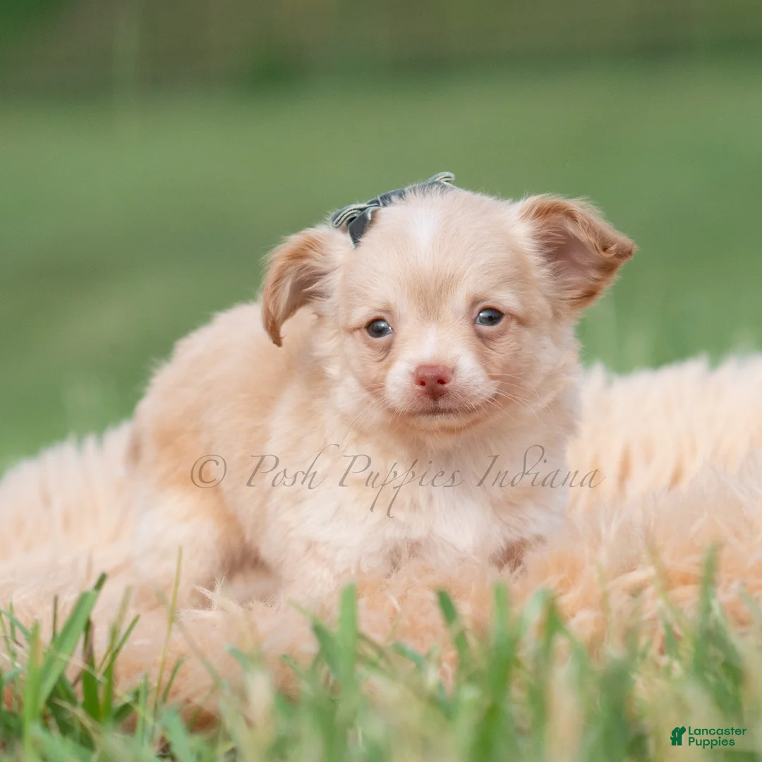 Chihuahua dogs for sale: Ollie - Ad 1