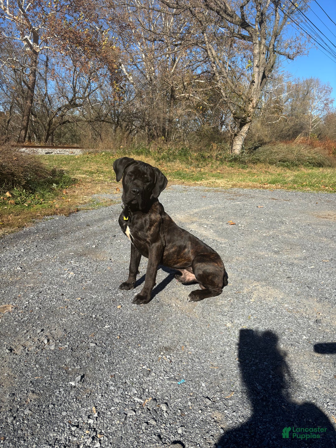 Cane Corso dogs for stud: Xphos - Ad 11