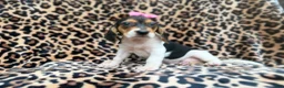 Beagle dogs for sale: Winnie - Ad 7