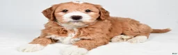 Mini Goldendoodle dogs for sale: Monica - Ad 9