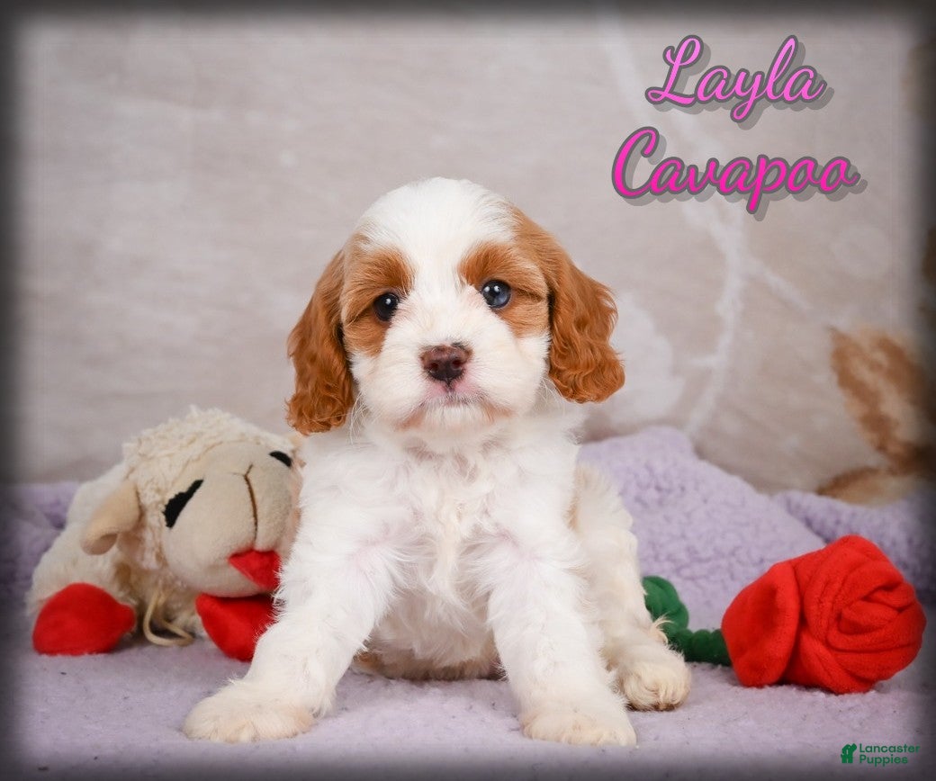 Cavapoo dogs Layla - Ad 1