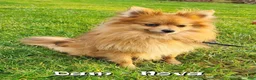 Pomeranian dogs for sale: Houston - Ad 10