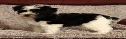 Havanese dogs for sale: Scott - Ad 6