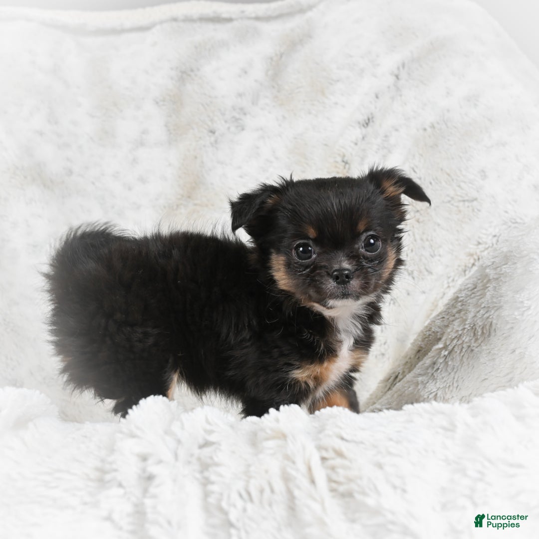 Chihuahua dogs for sale: Sally - Ad 11
