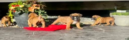 Boxer dogs for sale:  Luna🐾❤️Akc Reg❤️Hip Cert🐾❤️717-826-1899 - Ad 4