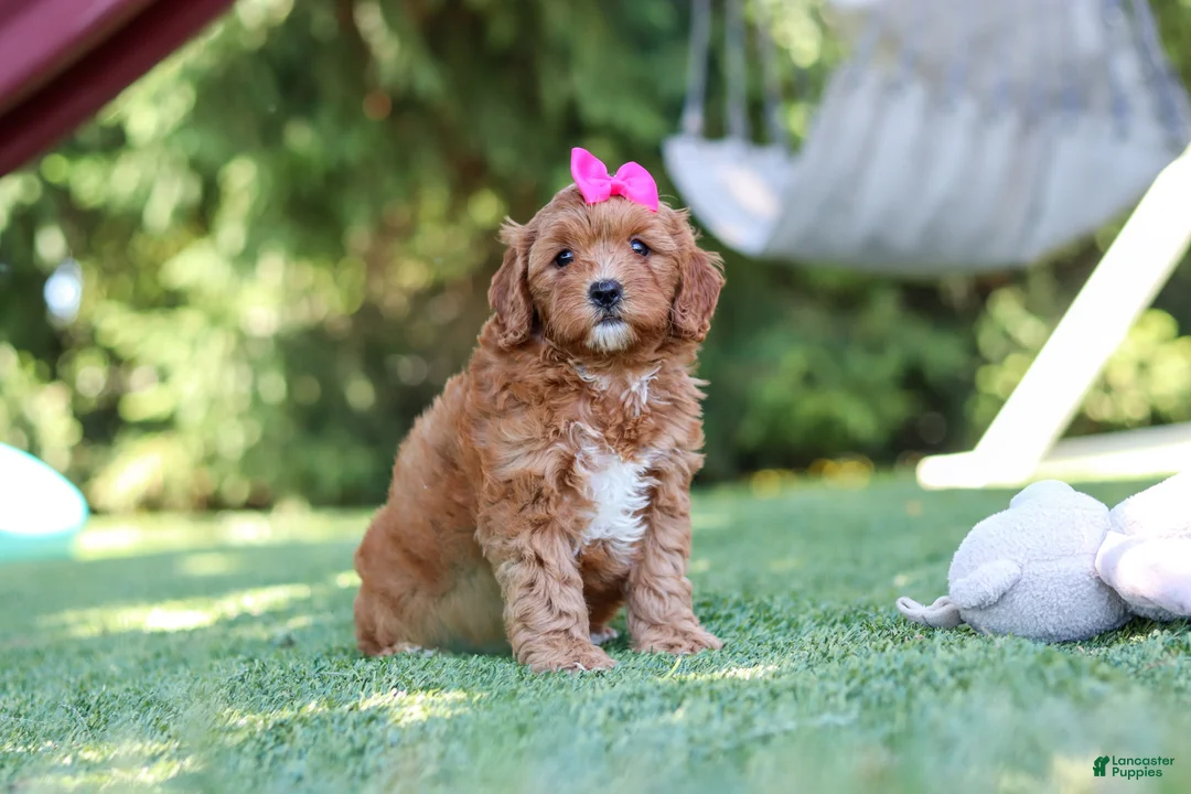 Cavapoo dogs for sale: Sylvie - Ad 1
