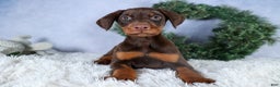 Doberman Pinscher dogs for sale: TOBY - Ad 12