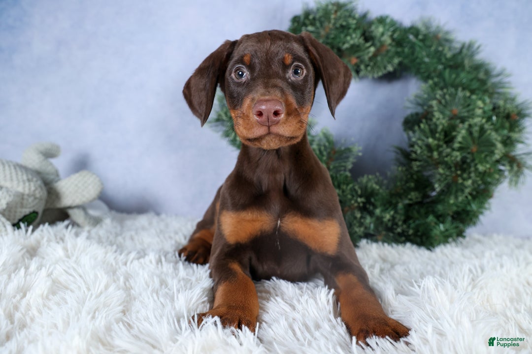 Doberman Pinscher dogs for sale: TOBY - Ad 12